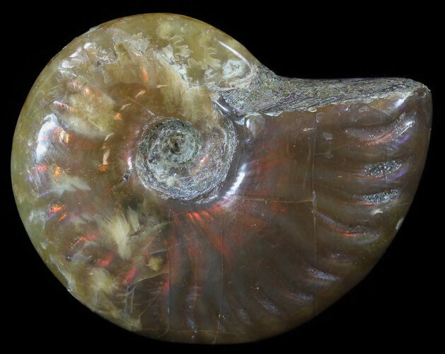 Flashy Red Iridescent Ammonite - Wide #52361